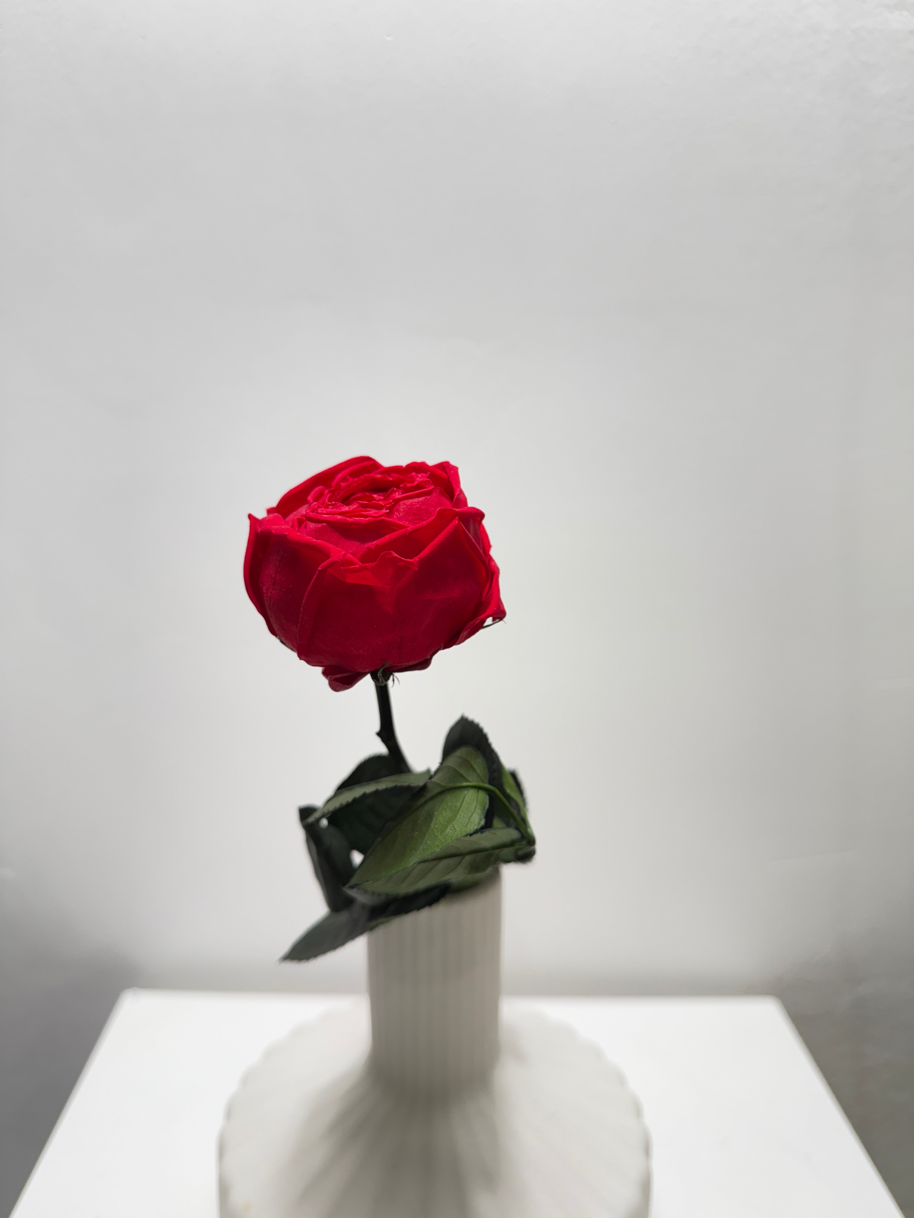 Konservierte/gefriergetrocknete, englische Rosen: Zeitlose Eleganz für die Ewigkeit