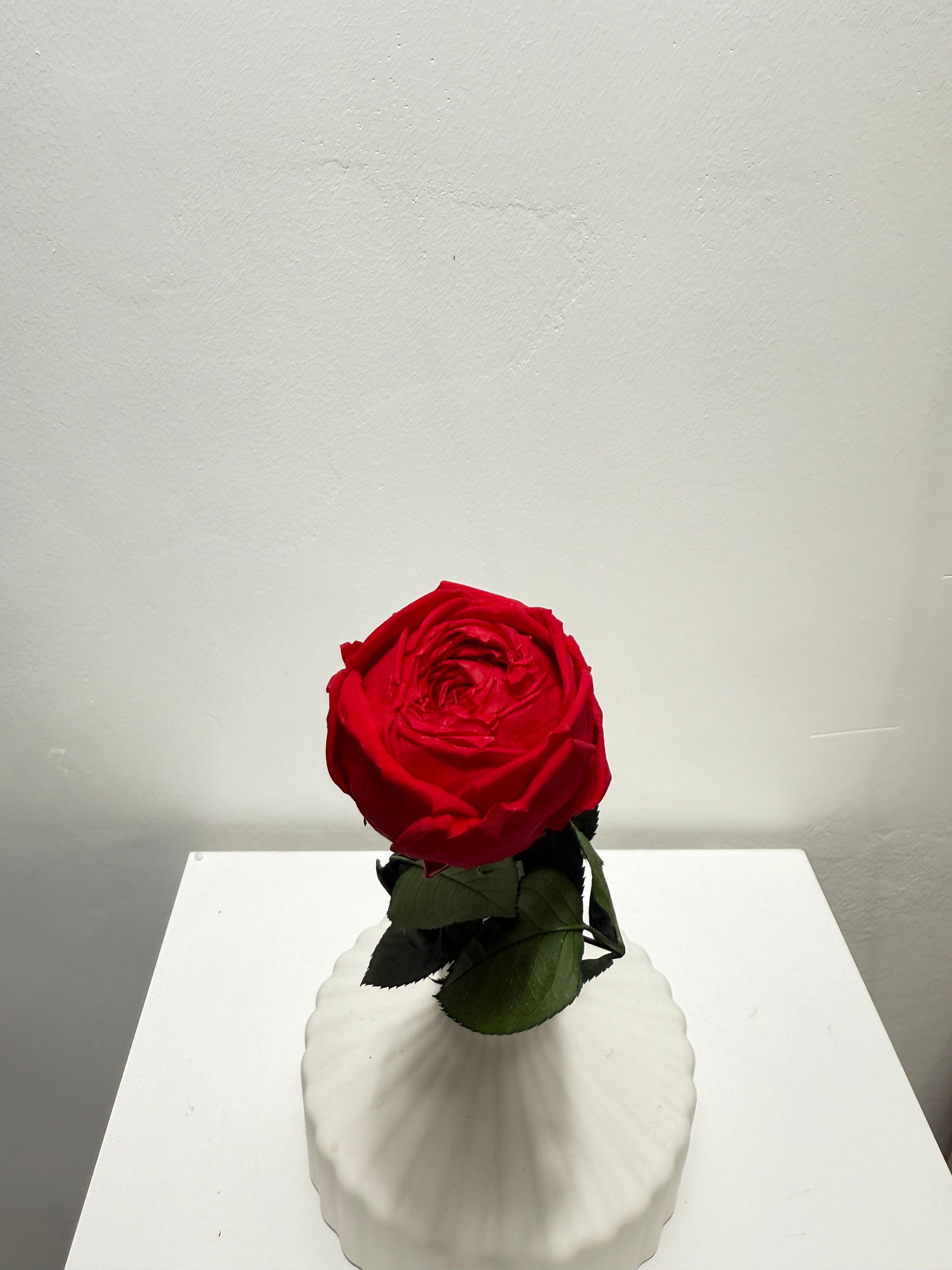 Konservierte/gefriergetrocknete, englische Rosen: Zeitlose Eleganz für die Ewigkeit