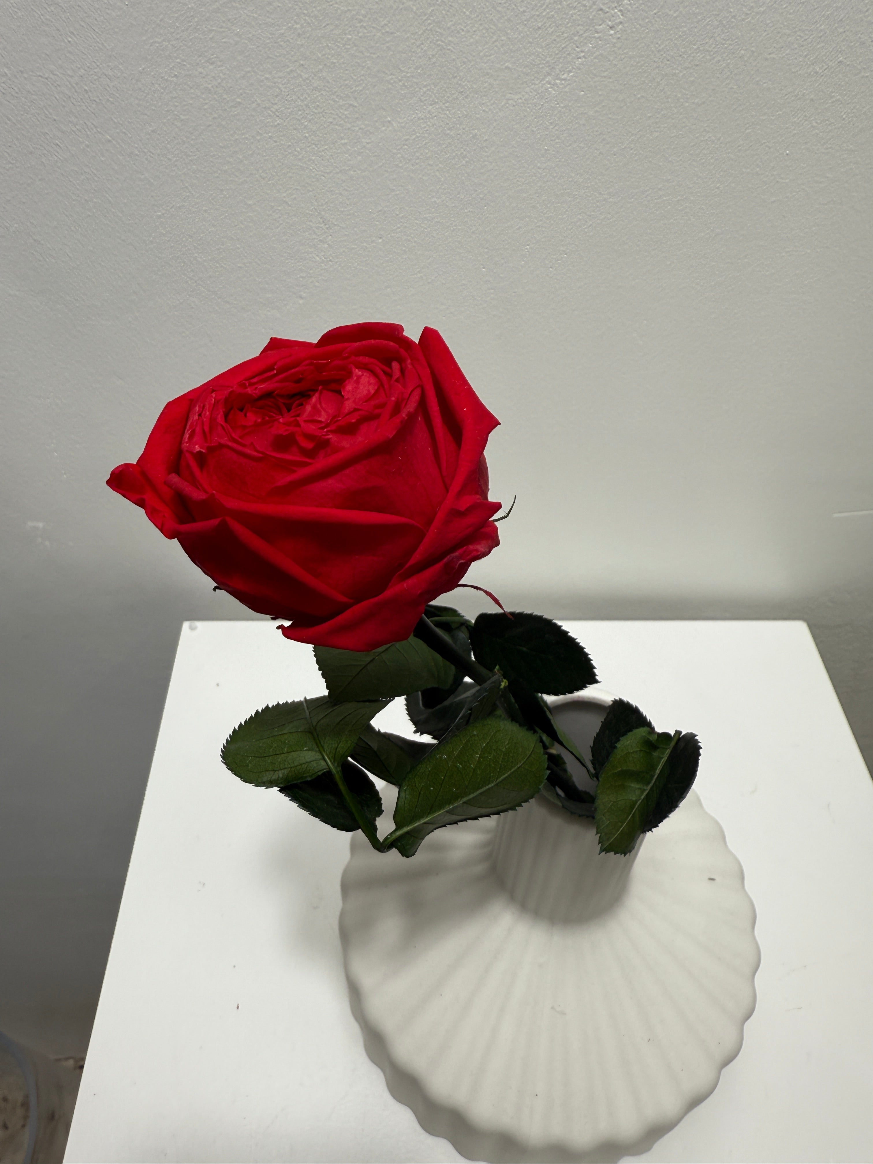 Konservierte/gefriergetrocknete, englische Rosen: Zeitlose Eleganz für die Ewigkeit