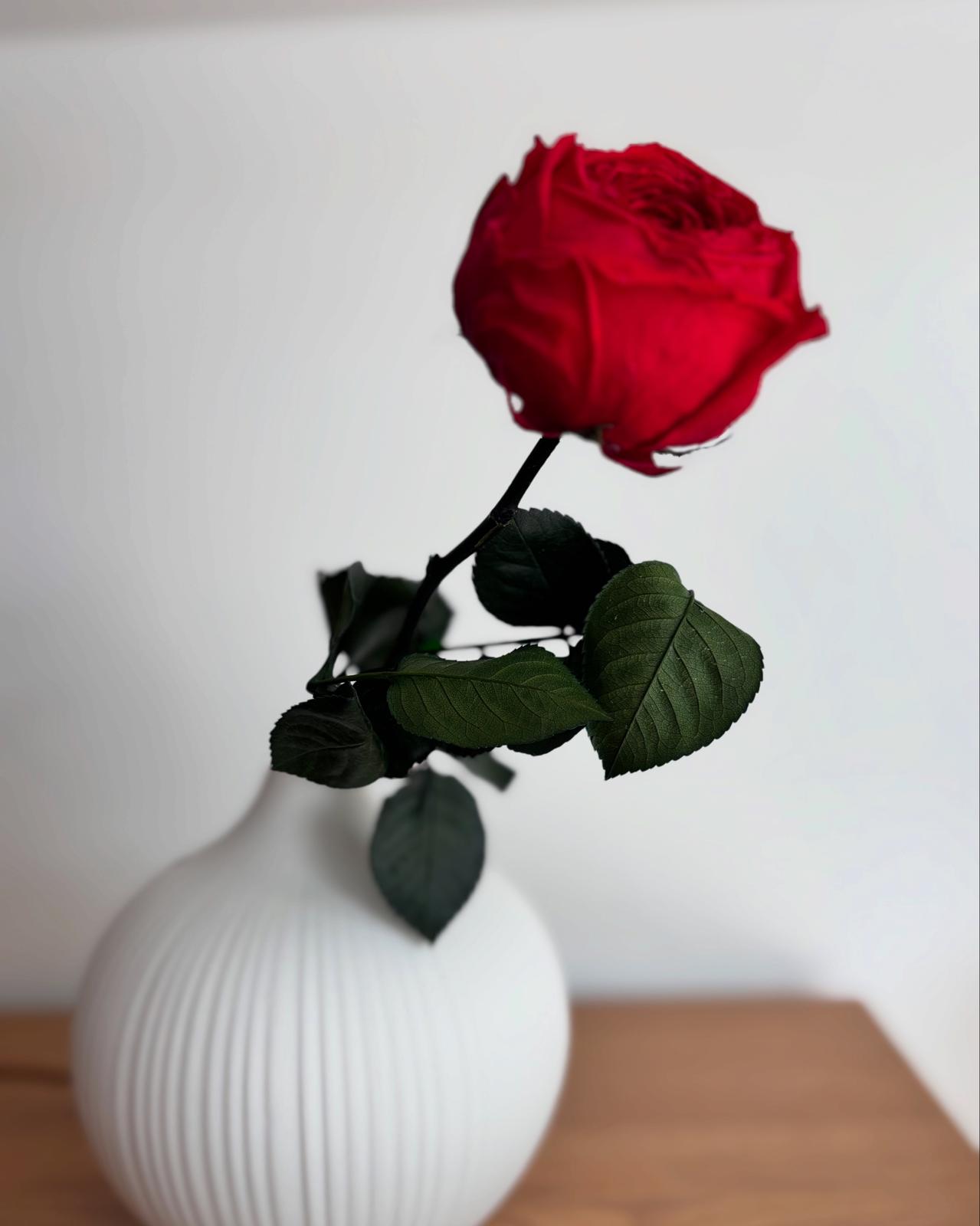 Konservierte/gefriergetrocknete, englische Rosen: Zeitlose Eleganz für die Ewigkeit