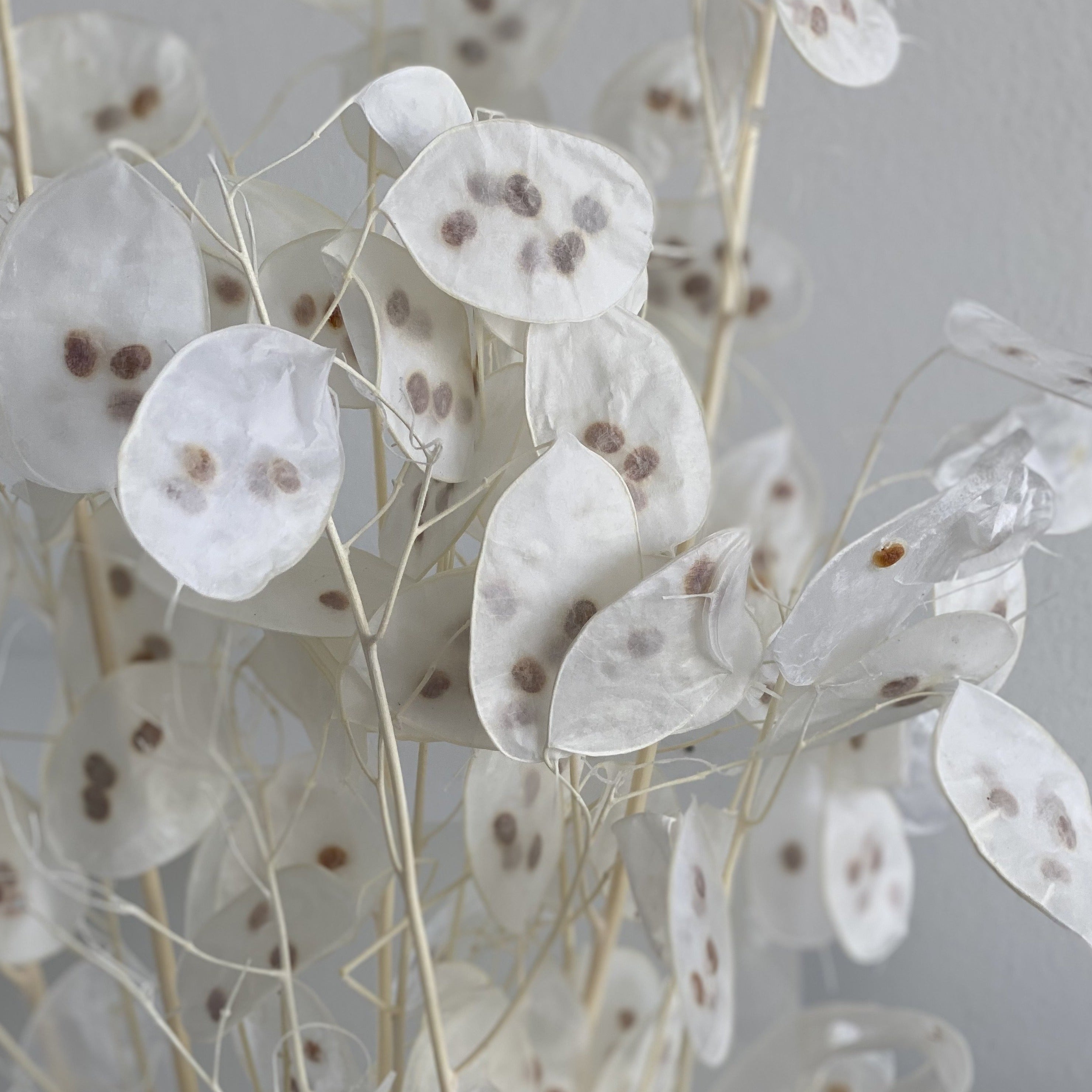 Lunaria: zartes Schimmern für Dein individuelles Trockenblumen-Arrangement