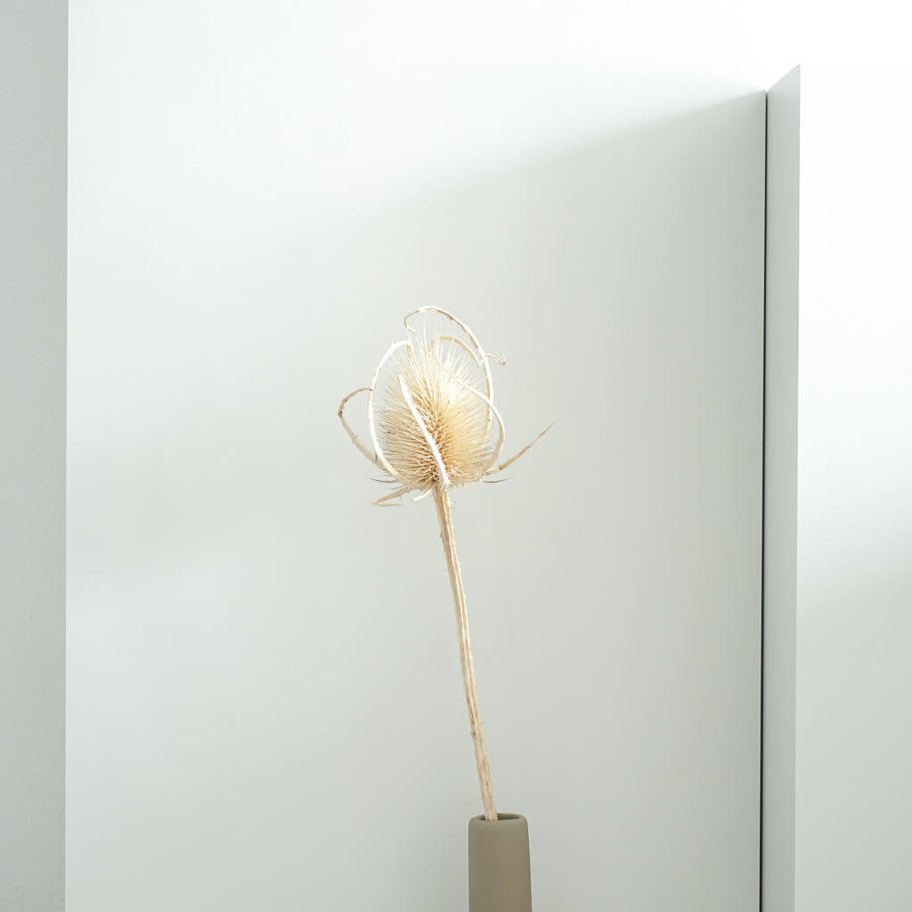 Getrocknete Distel - Cardi