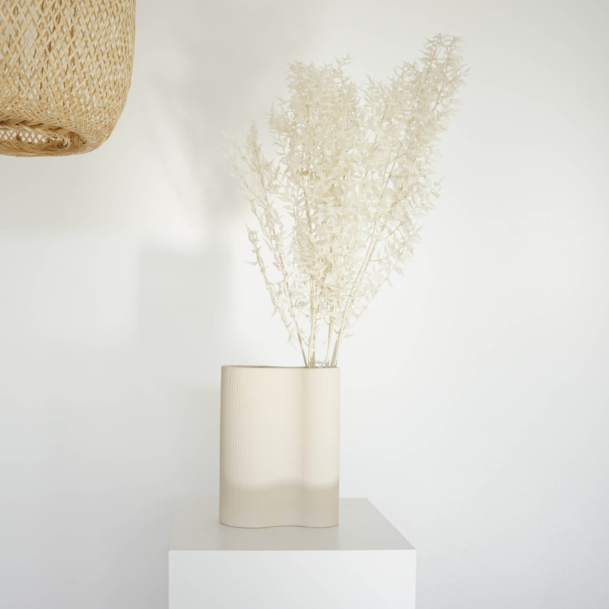 Ruskus / Mäusedorne konserviert