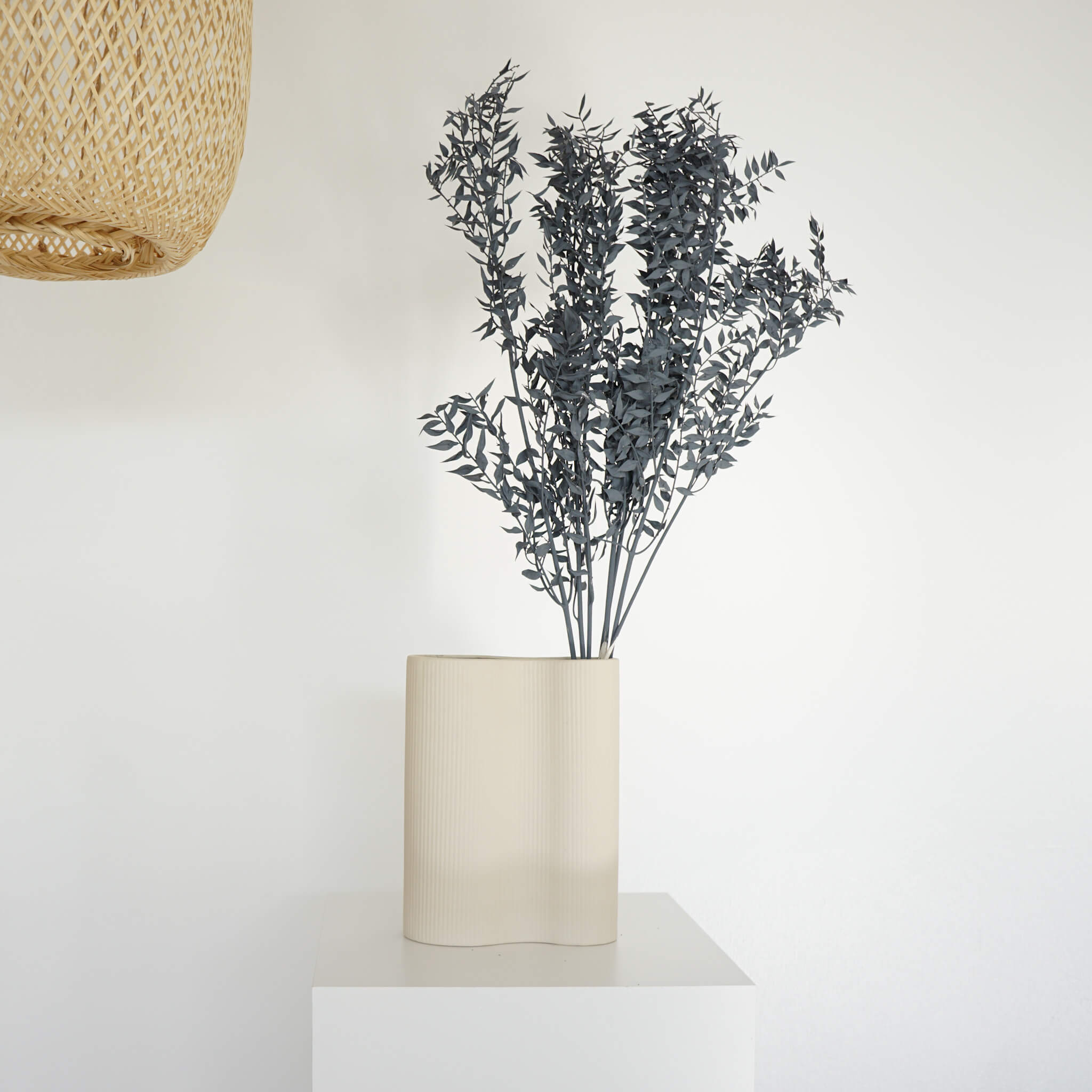 Ruskus / Mäusedorne konserviert