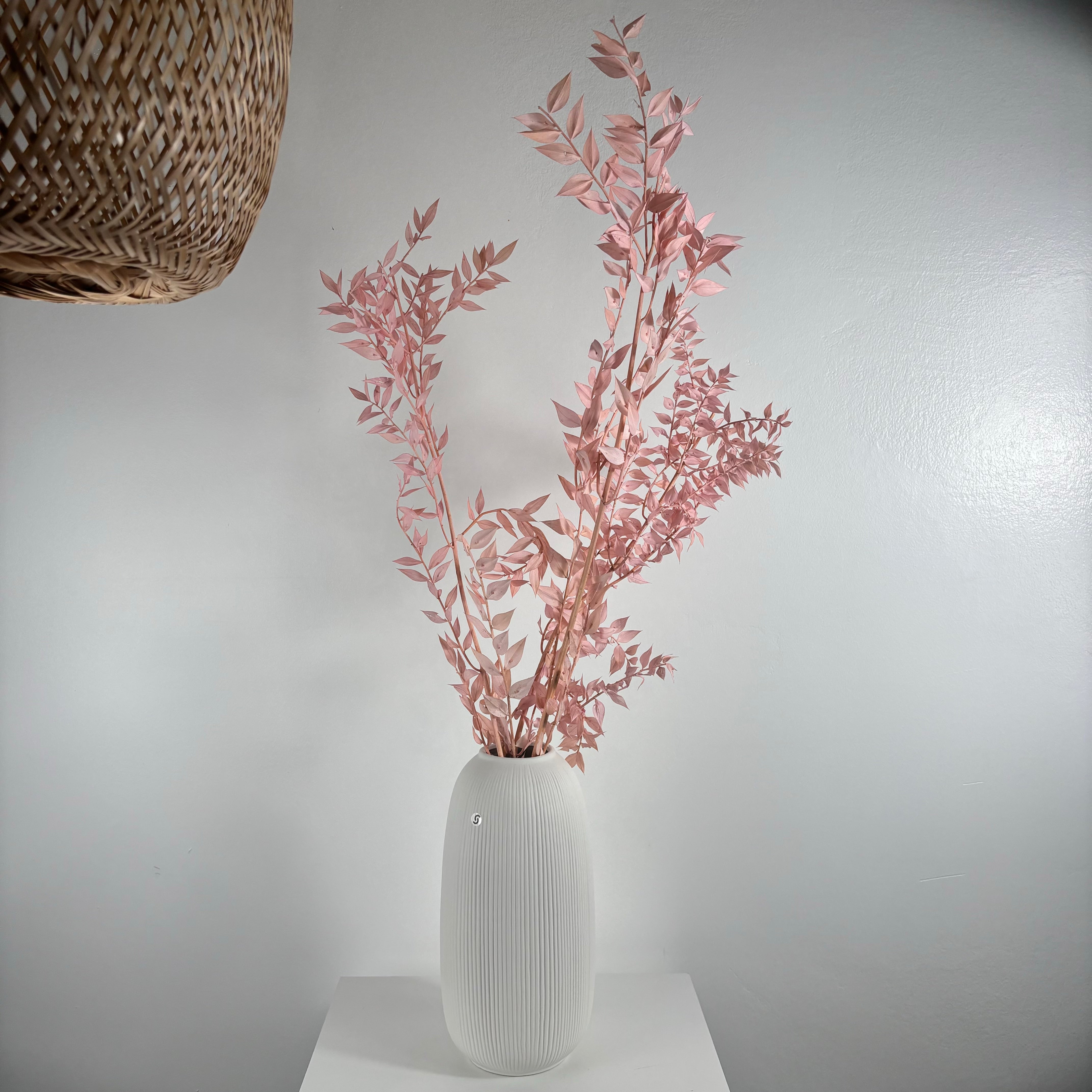 Ruskus / Mäusedorne konserviert